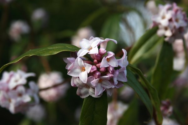 Daphne flowers