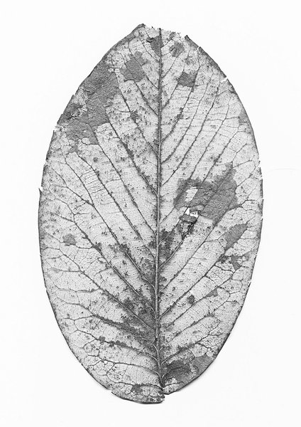 Leaf skeleton