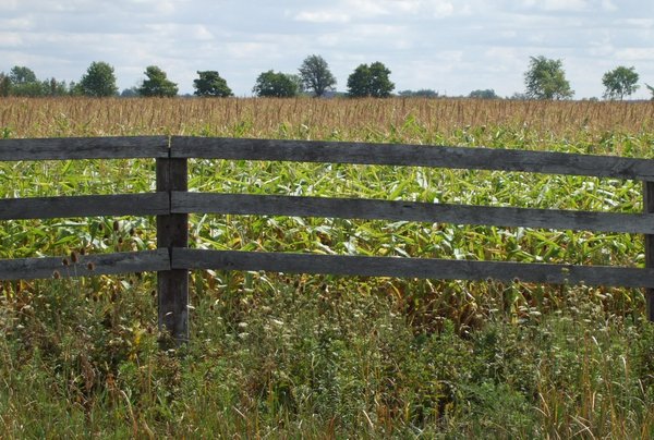 Cornfield