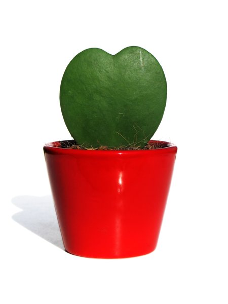love cactus