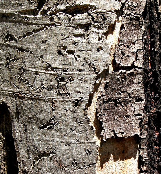 cracked bark