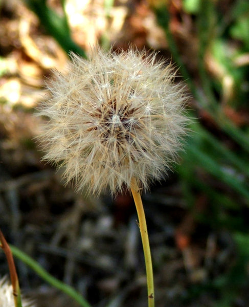 dandelion puff ball