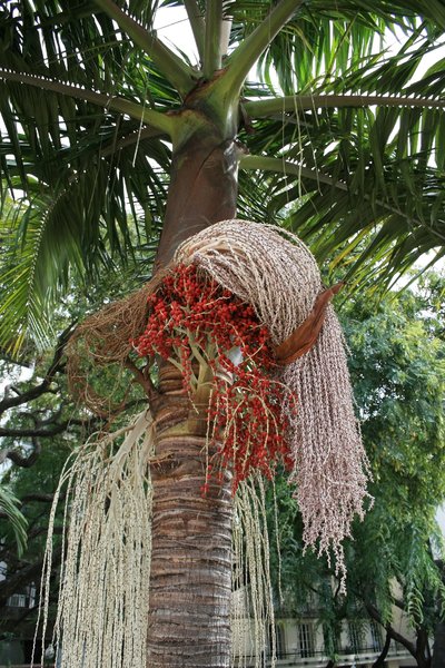 Palm tree in fruit