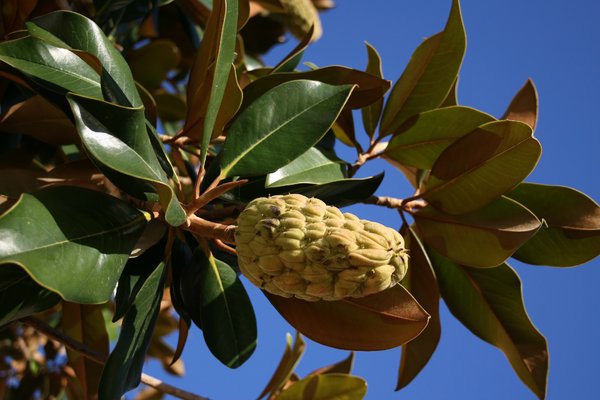 Magnolia tree with seedhead