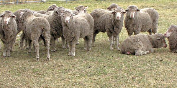 waiting sheep