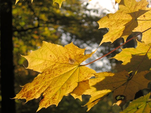 maple leafs in sunlight