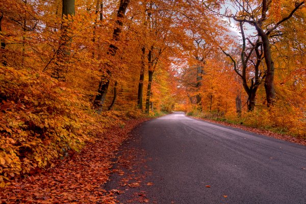 Forest road - HDR: A road passing though the autumn colored forest. The picture is HDR