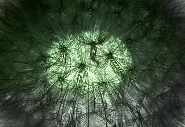 Blowball texture: inverted dandelion macro texture