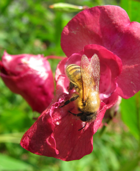 Bee on flower 4