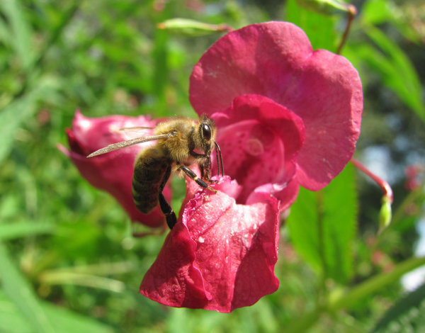 Bee on flower 2