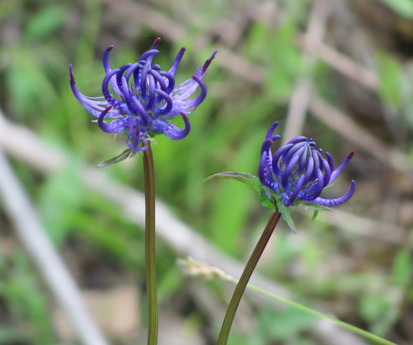 deep blue flowers