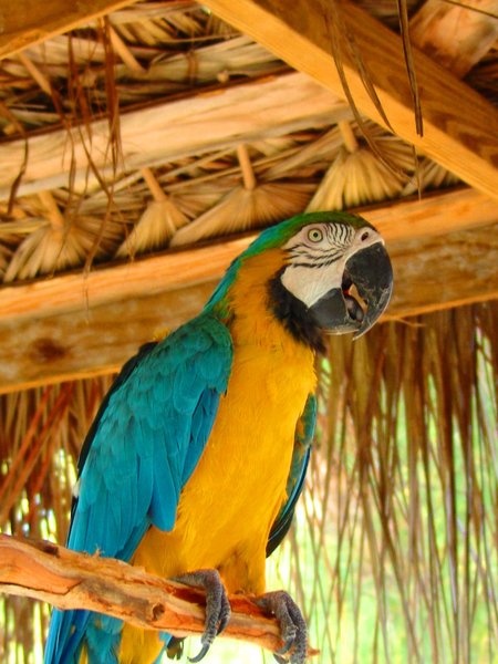 Grand Cayman parrot: This parrot lives and feeds at a local cafe at Rum Point, Grand Cayman