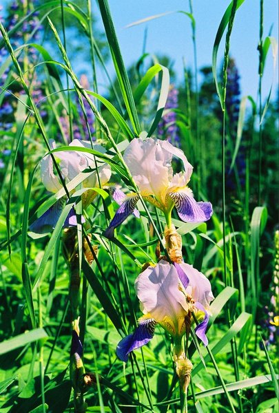 Wild Iris in Maine 1