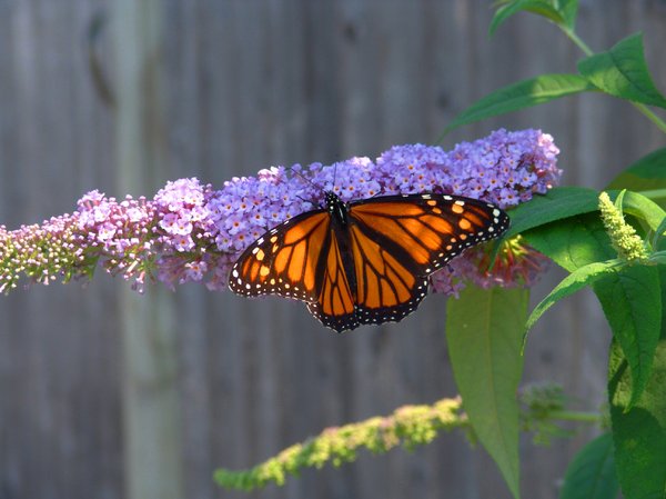 Summer Flutter: Butterfly on butterfly bush fluttering it's wings.