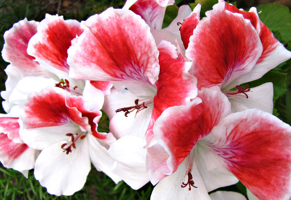 pelargonium red & white