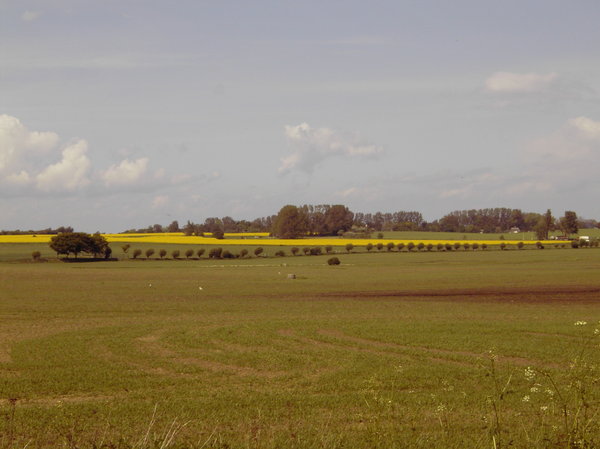 summer fields