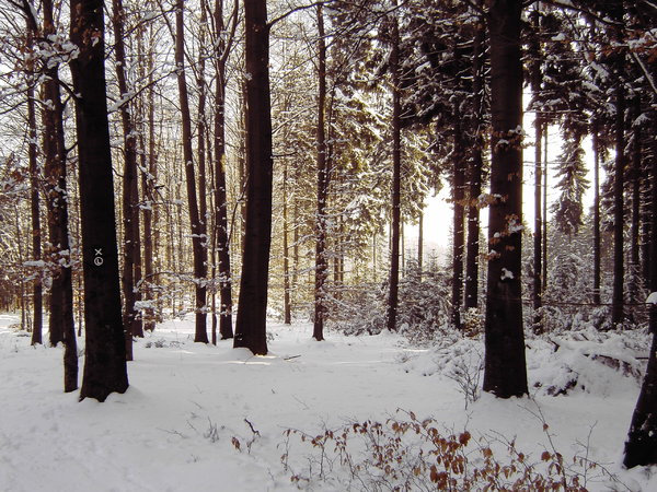 winter forest 3