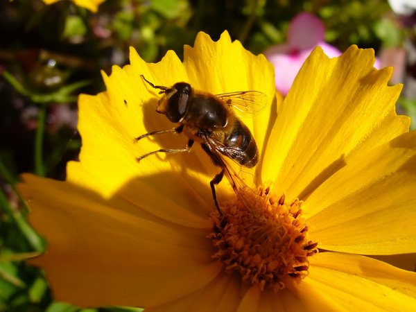 Flowers and Bee 2