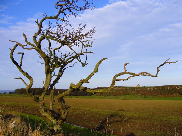 Gnarled Tree: Located on the Northumberland Coast, the harsh climate has carved this tree into the sculptural form that it is today. The dramatic ruins of Dunstanburgh Castle are framed in the background.