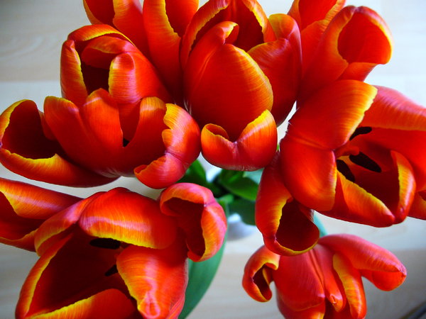 Tulips 1