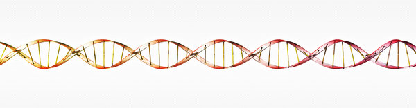 DNA molecule 1: DNA double helix illustration