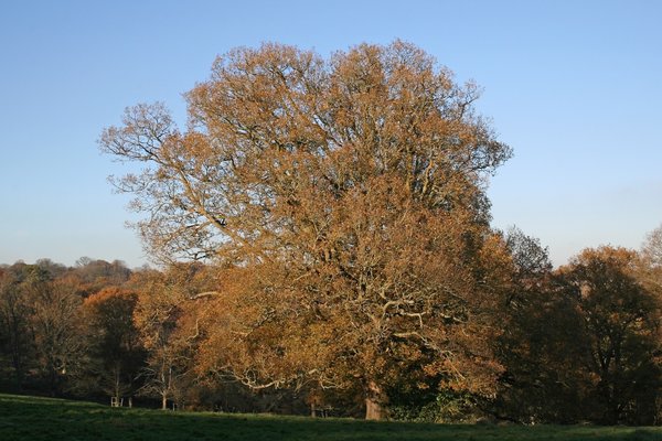 Oak landscape