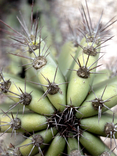 cactus closeup