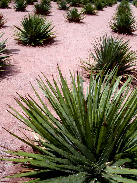 plants in oaxaca
