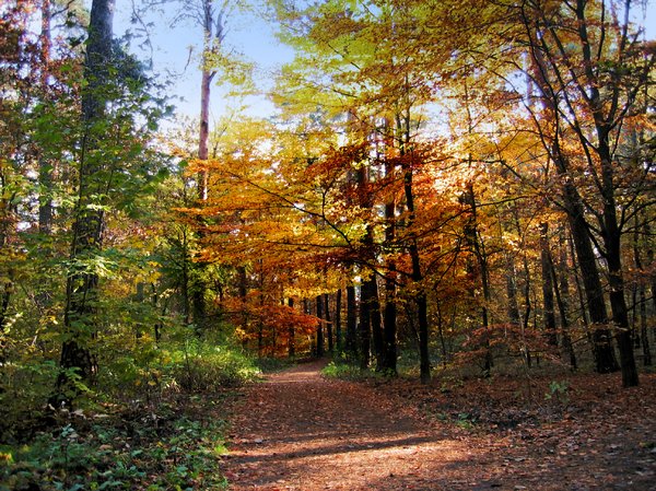 peaceful autumn forest