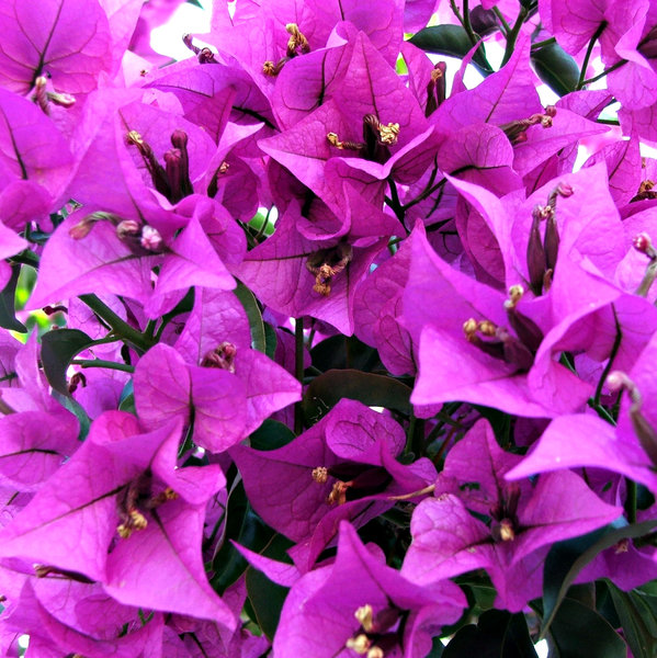 bougainvillea purple: 