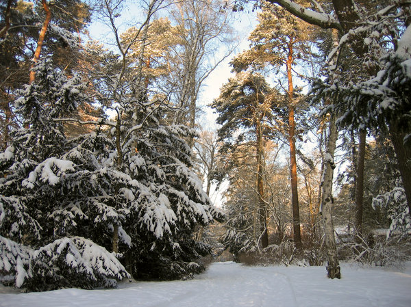winter landscape scenery