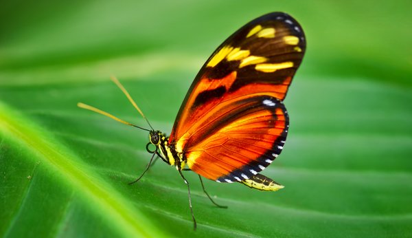 Orange butterfly: Tiny orange butterfly on a leaf