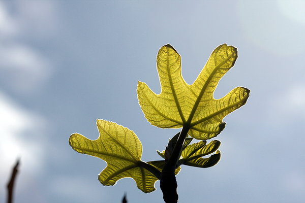 Fig tree leaves