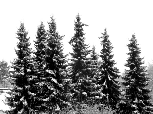 December Day: High firs with snow with hazzy skies