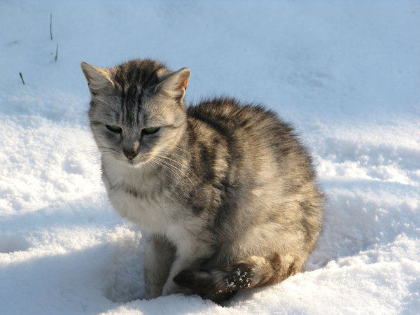 cat in the snow
