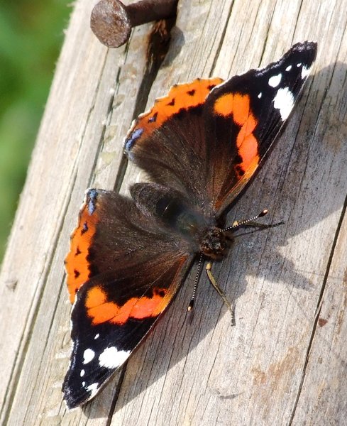 Red Admiral  1