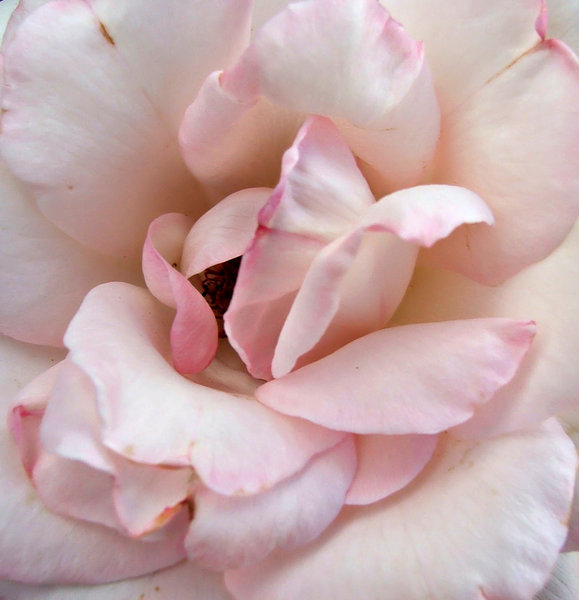 pink tinge: pink tinge on edge of rose petals