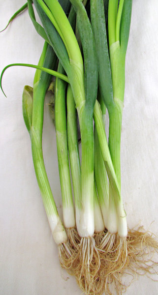 spring onions: small loose bunch of raw spring onions