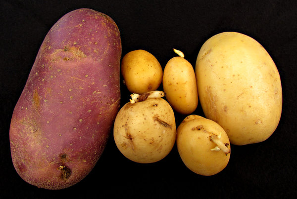 potato family