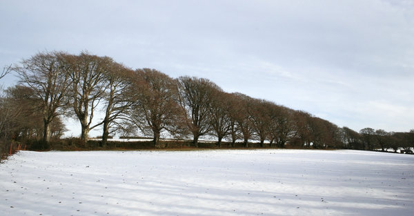 Beech trees in winter
