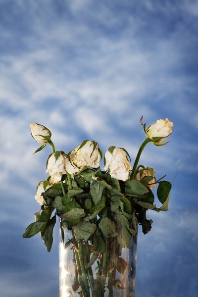 Dry White Roses