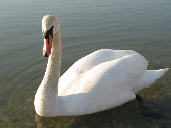 proud swan