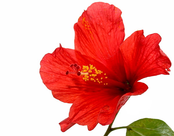 Red Hibiscus: A red hibiscus with yellow pollen, isolated on a white background. Focus is on the pistil.