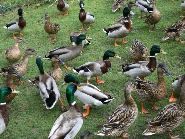 Dozens of ducks