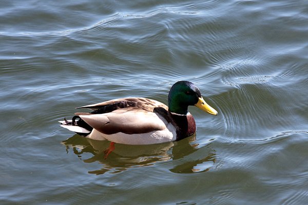 Lake ducks 5
