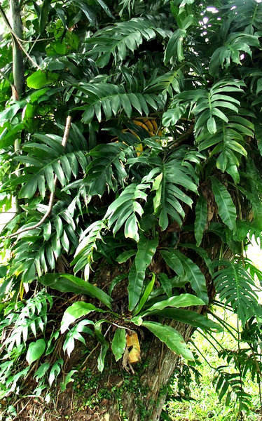 high-up tree ferns