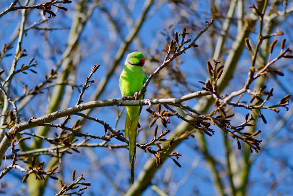 Green parrot in a tree