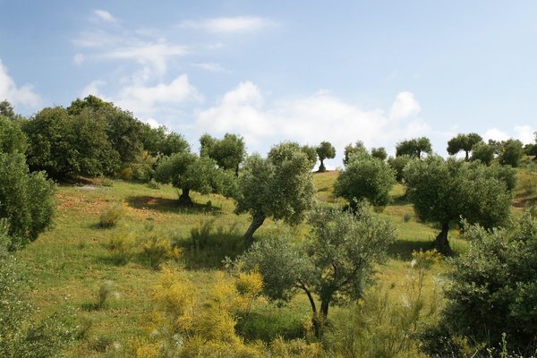 Olive tree hillside
