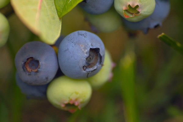 Blueberry: The fruits of Vaccinium genus