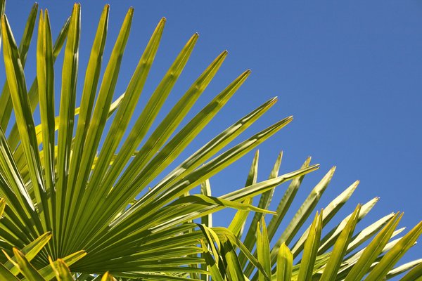 Fan palm fronds: Fronds of a fan palm in a garden in England.